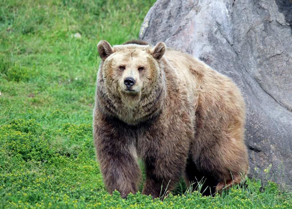 Grizzly Bear