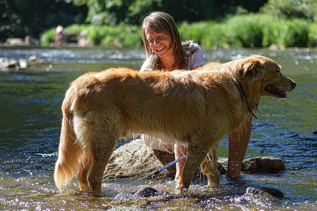 Golden Retriever with lady