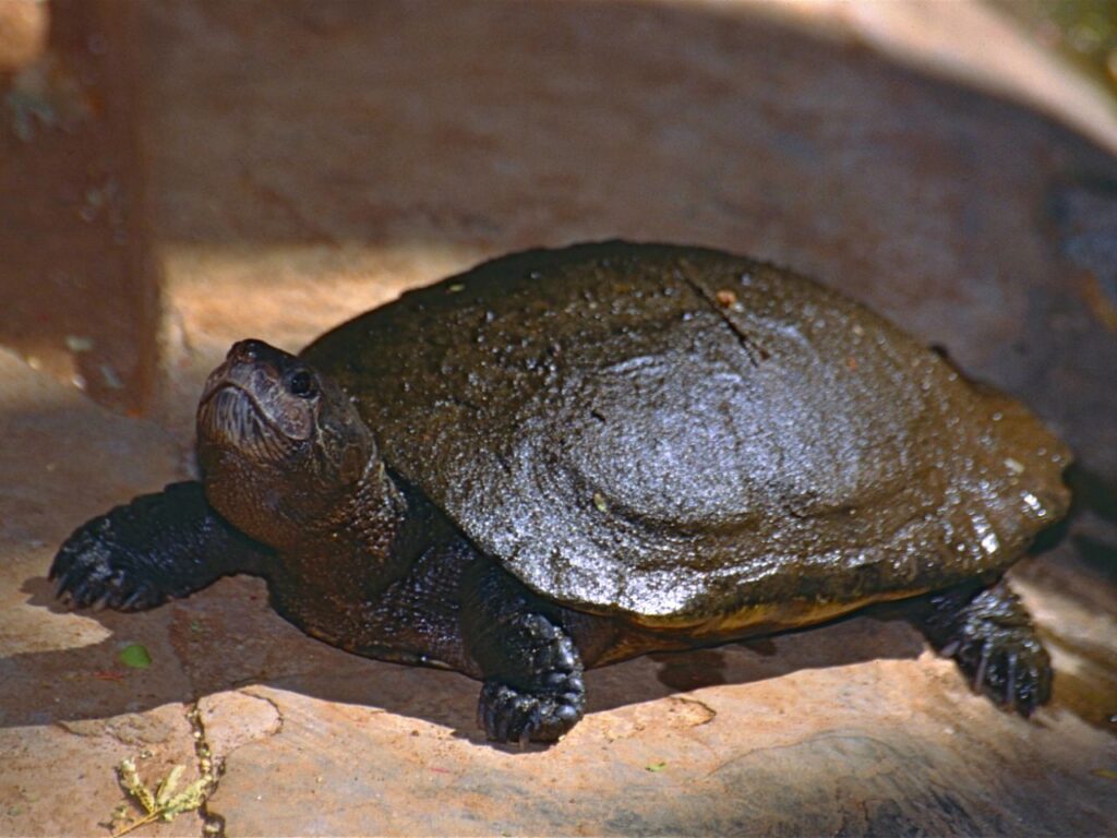 Madagascar_Bighead_Turtle