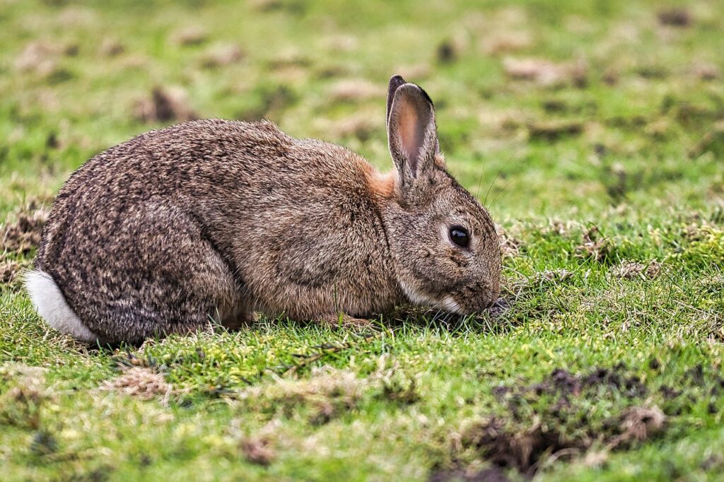 A Cottontail Rabbit