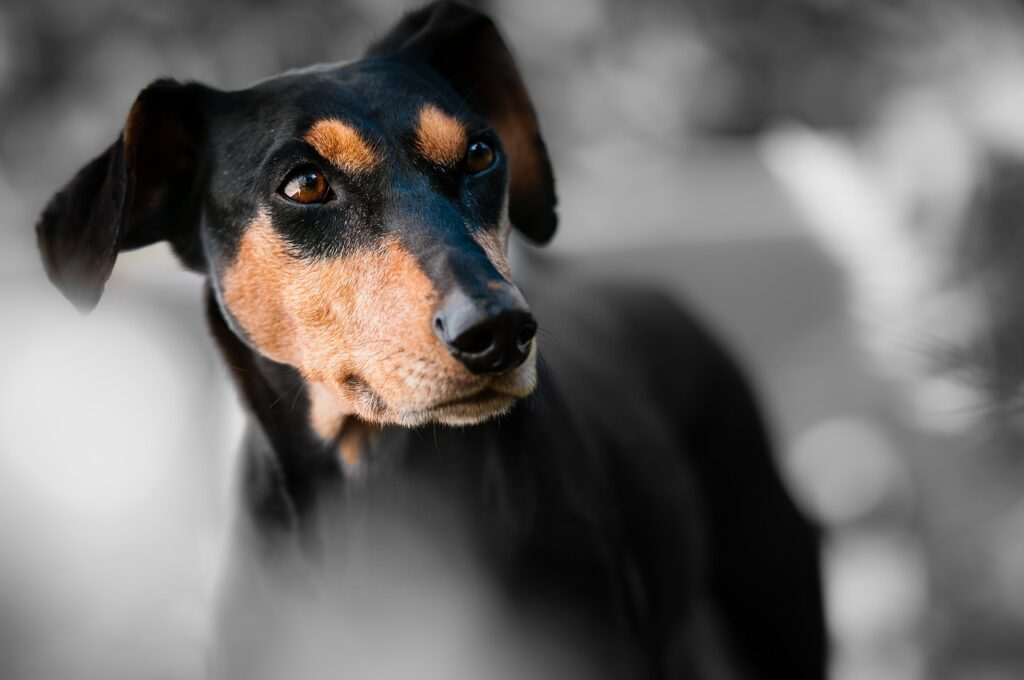 A German Pinscher