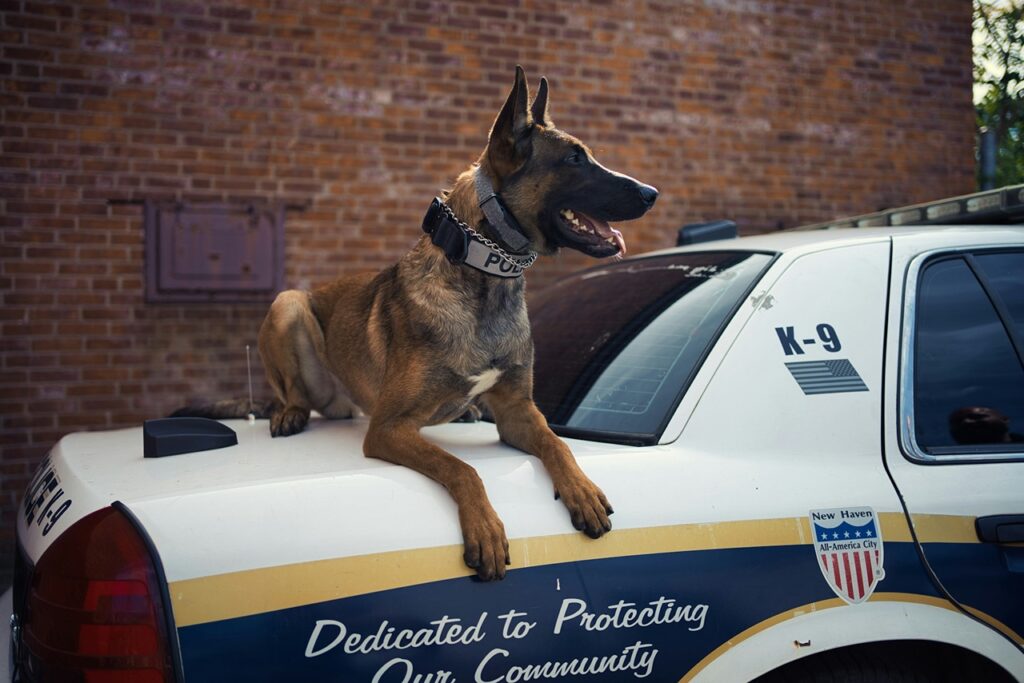 Belgian Malinois