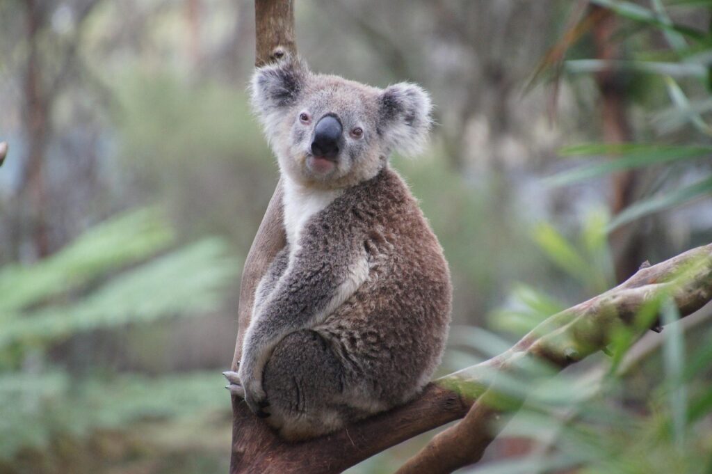  Koala looking at us
