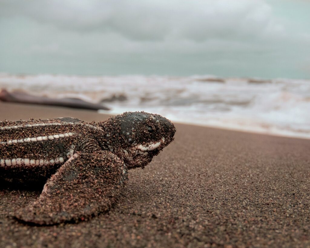 Leatherback Sea Turtle