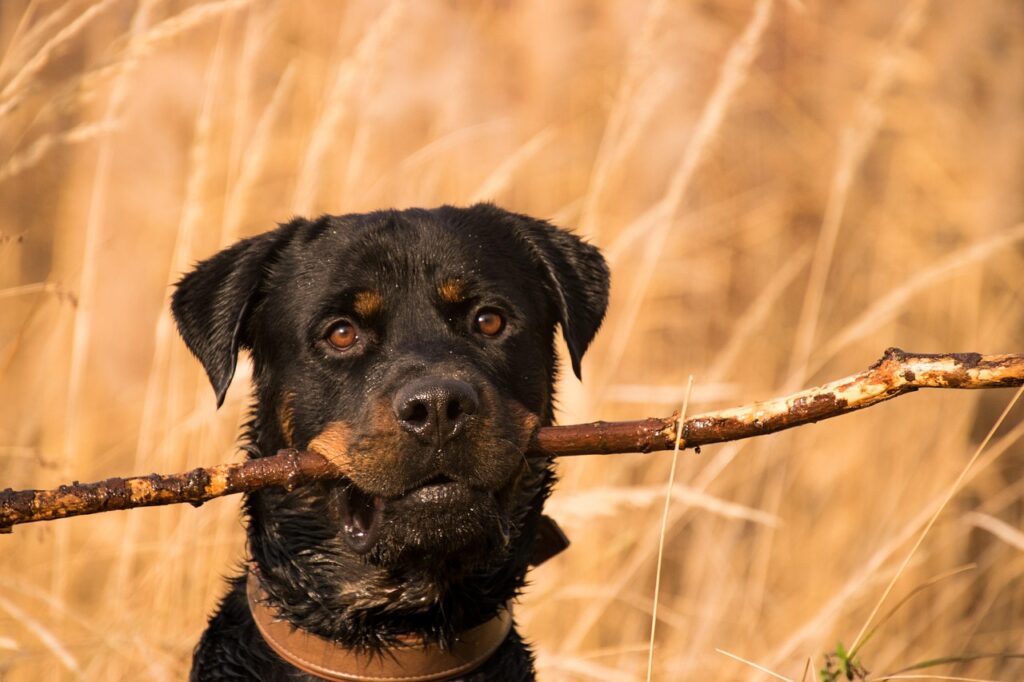 rottweiler