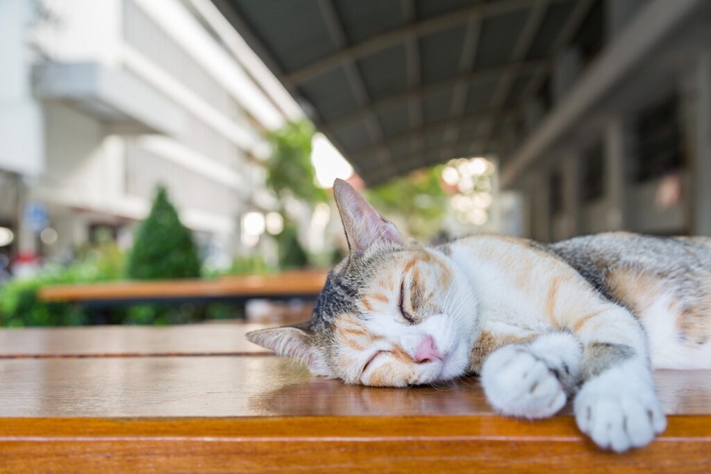 Cat Sleeping Outdoor
