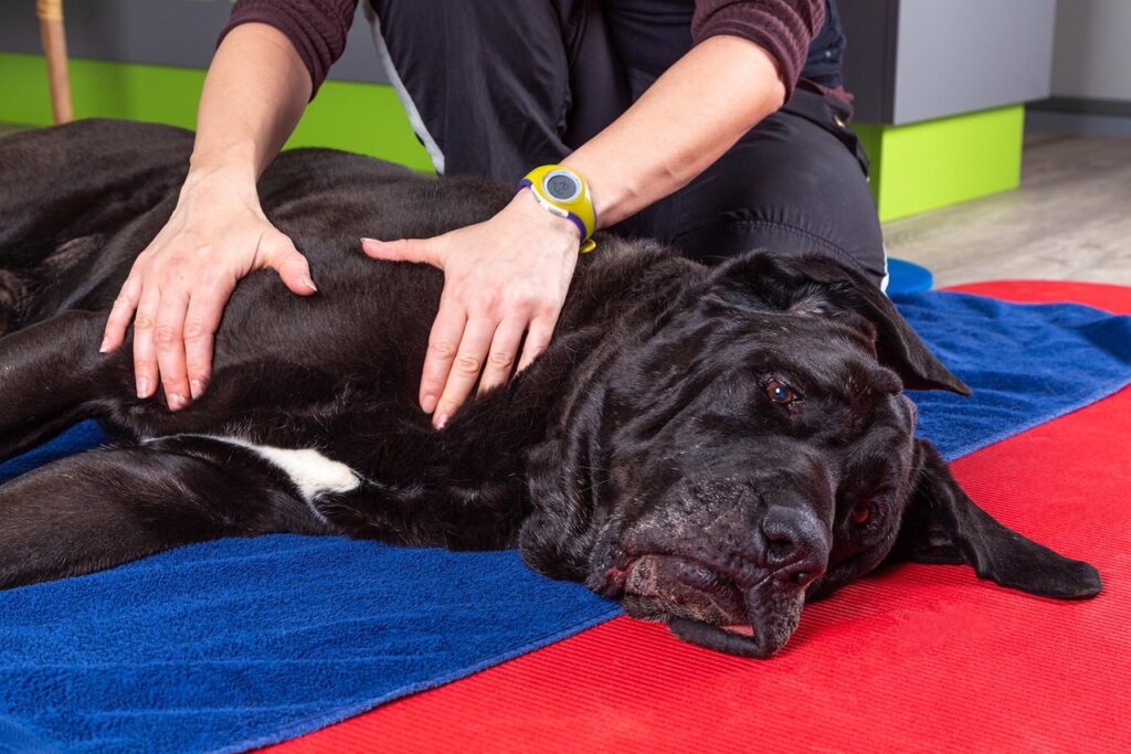 Dog Massage