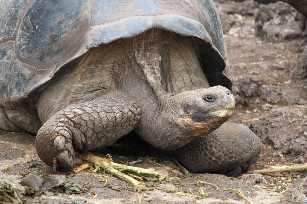 Galápagos Tortoise