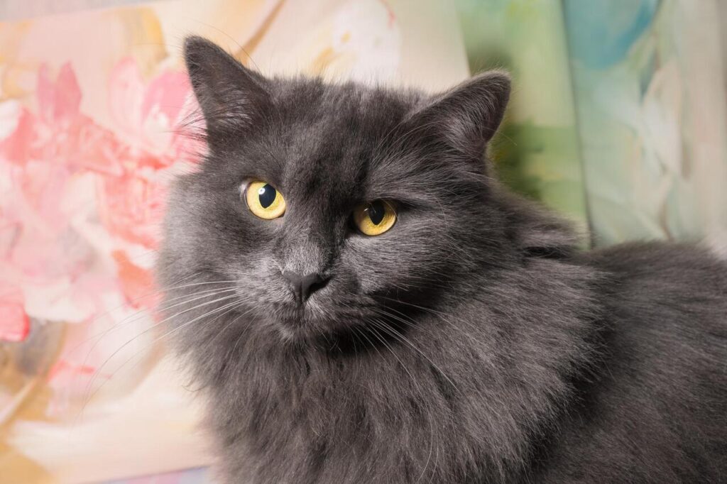 Nebelung Cat
