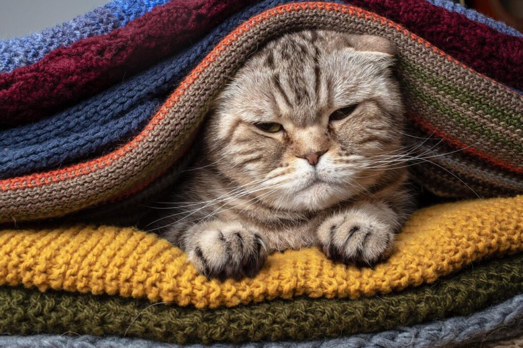 Cat hiding under blanket