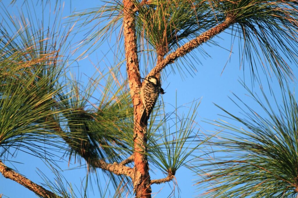 Red-Cockaded Woodpecker