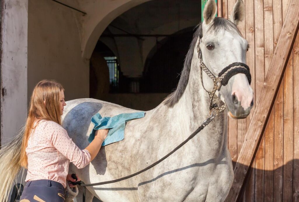 Horse grooming encourages early detection of injuries