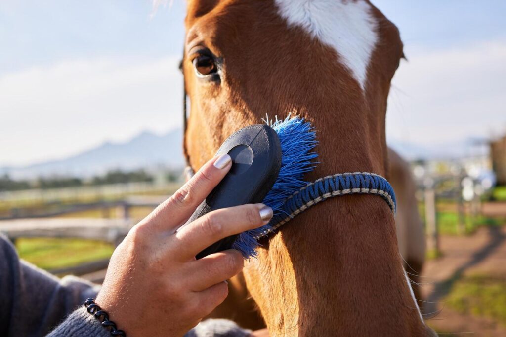 12 Vet-Approved Ways Grooming Improves Horse Health