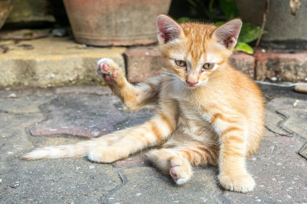 Cat Unusual Posture or Gait