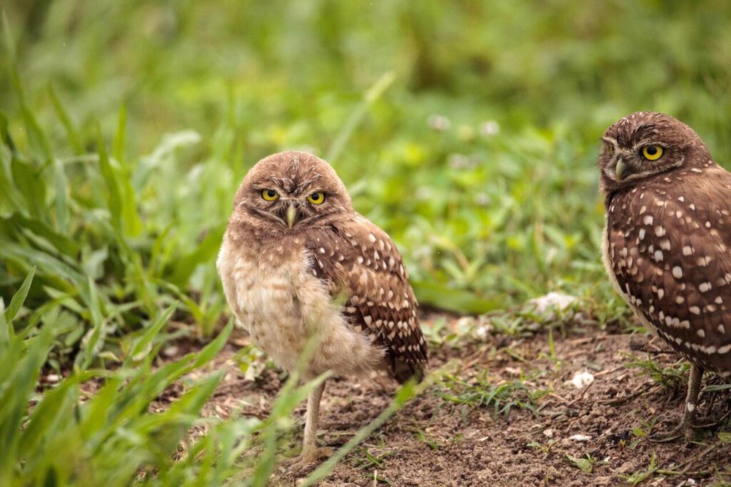 Spotted Owl