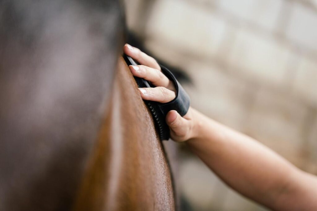 Horse grooming boost blood circulation and muscle mass