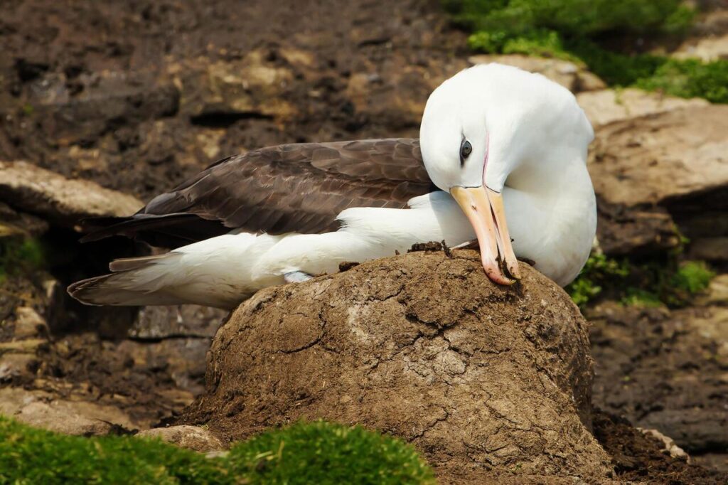 Albatross