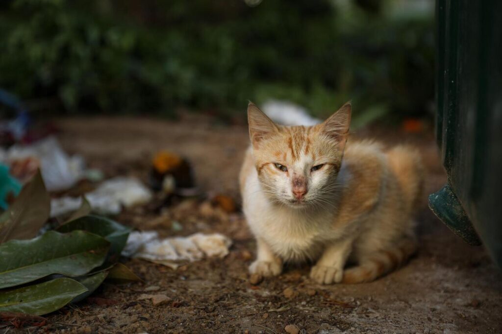 cat changes in eye