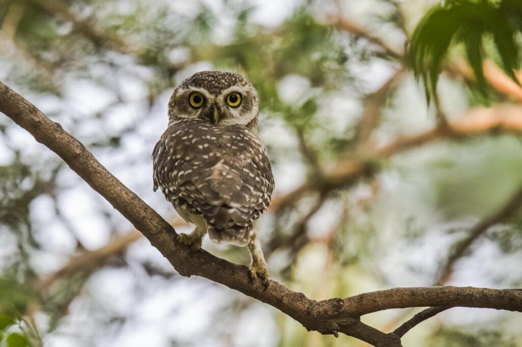 8 Rare Birds You’ll Only Spot in U.S. Forests