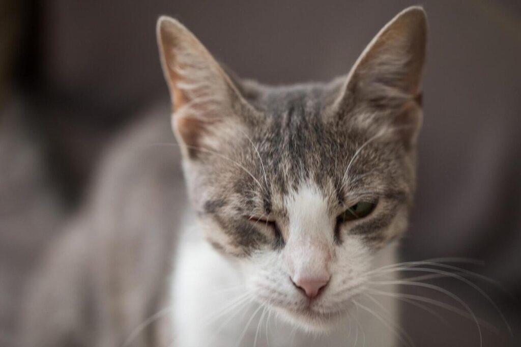 11 Signs Your Cat’s “Lazy Day” Is Actually a Hidden Illness