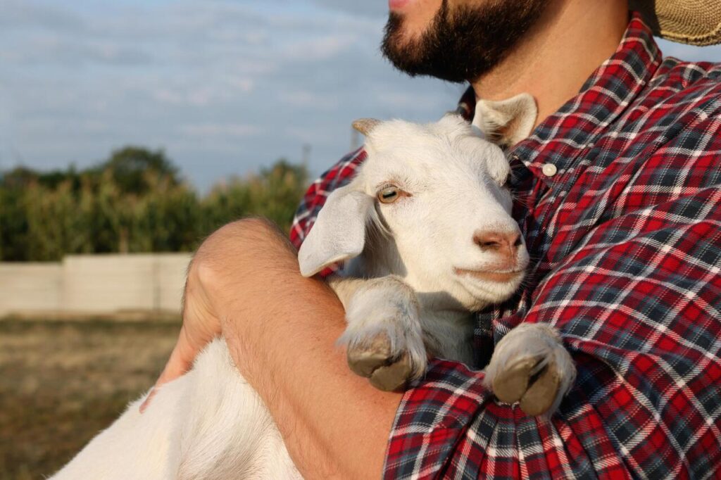 Goats – Detecting Malaria Through Urine