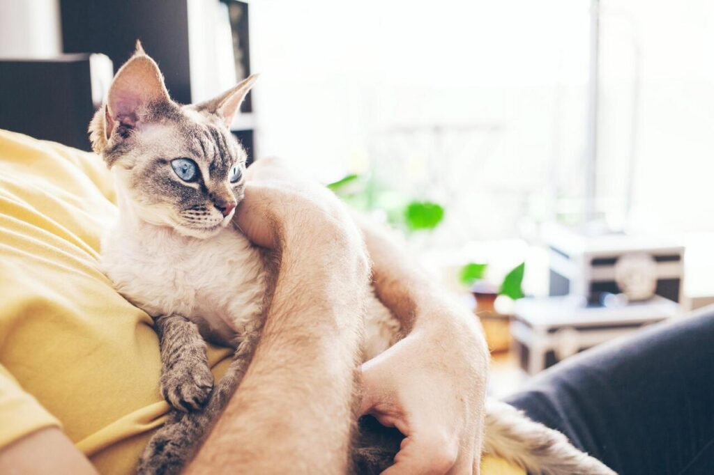 Cuddling cat eases stress in humans