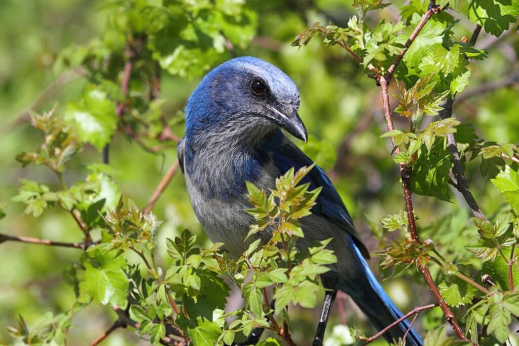 Florida Scrub-Jay