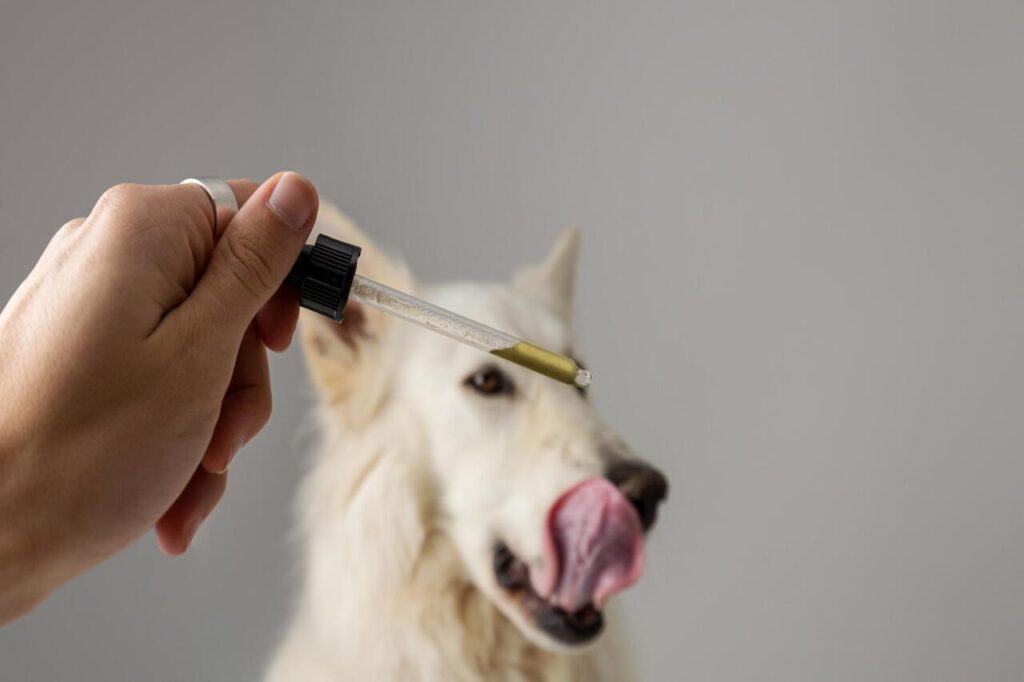 CBD oil for dog