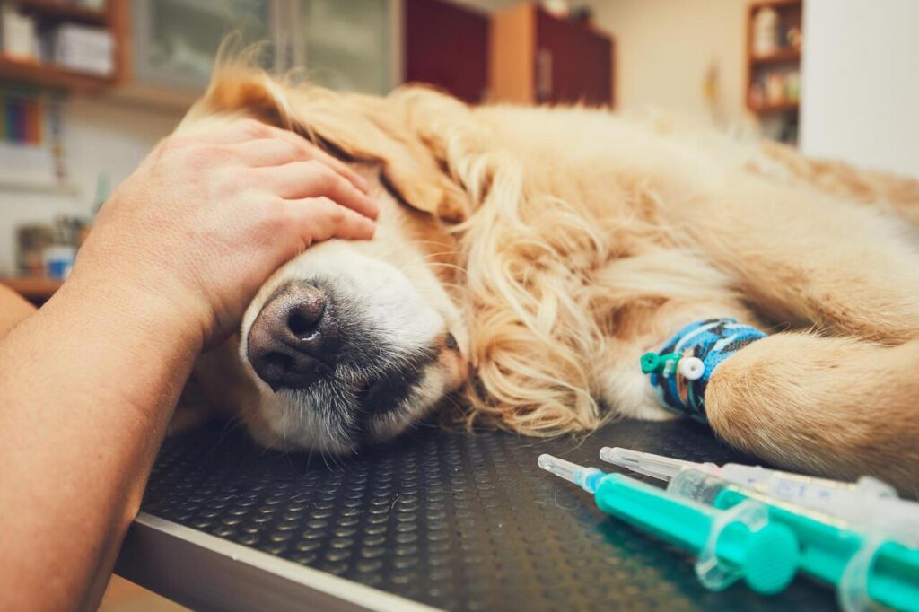 Adequan Injections for dogs