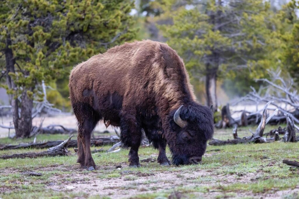 American Bison