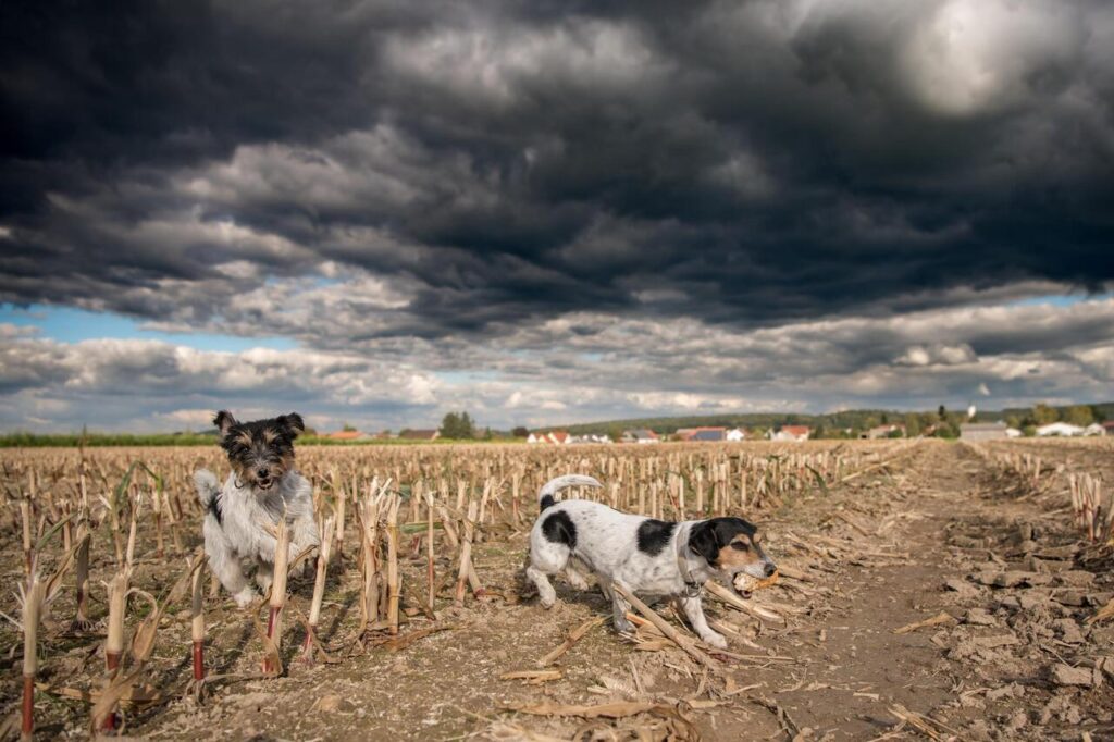 12 Ways to Keep Your Dog Calm During a Thunderstorm—Vet Explains Why They Work