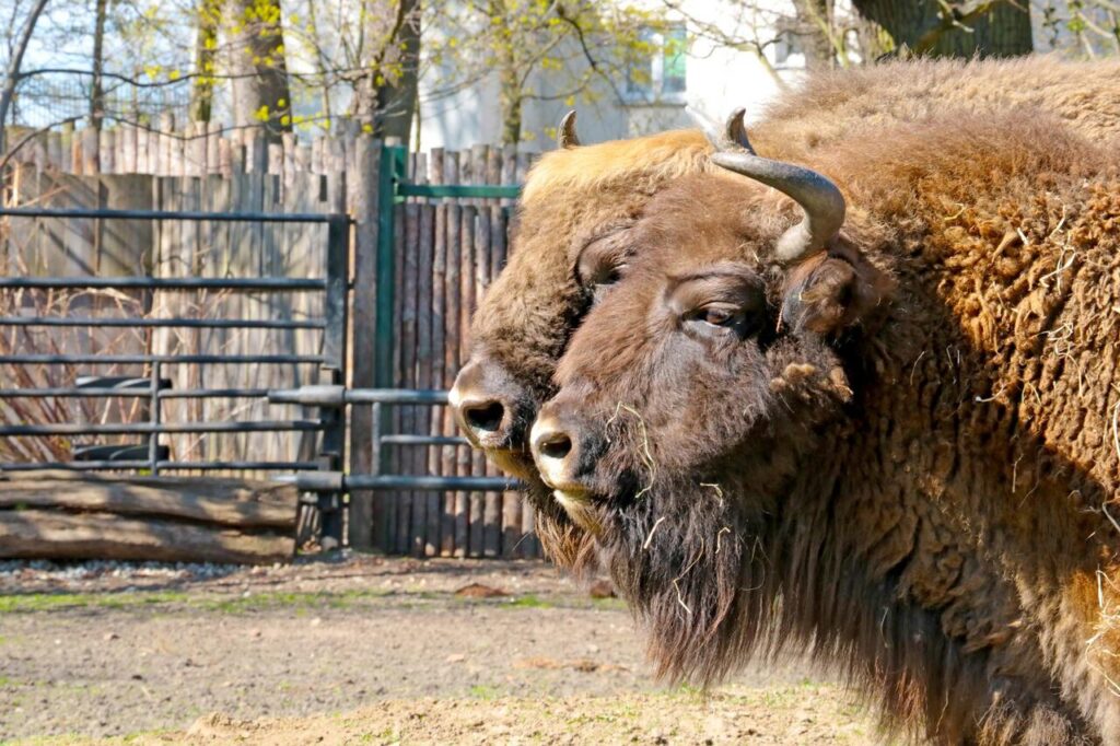 American Bison