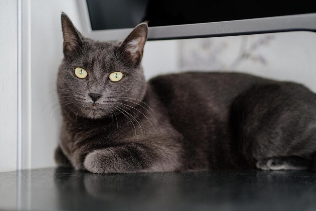 Chartreux Cat