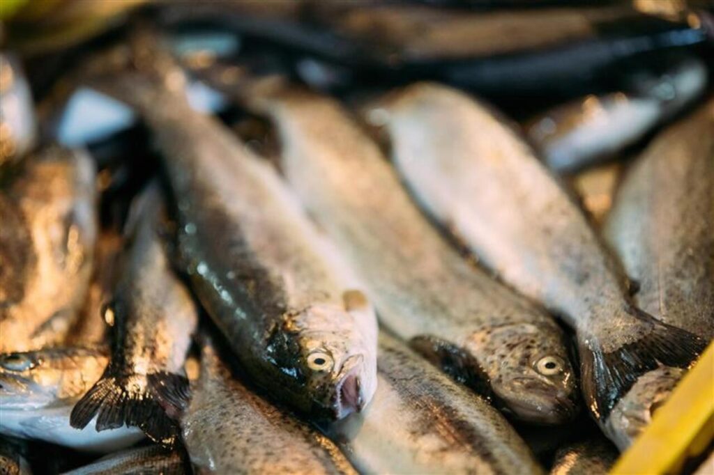 Sardines or Mackerelfor dog