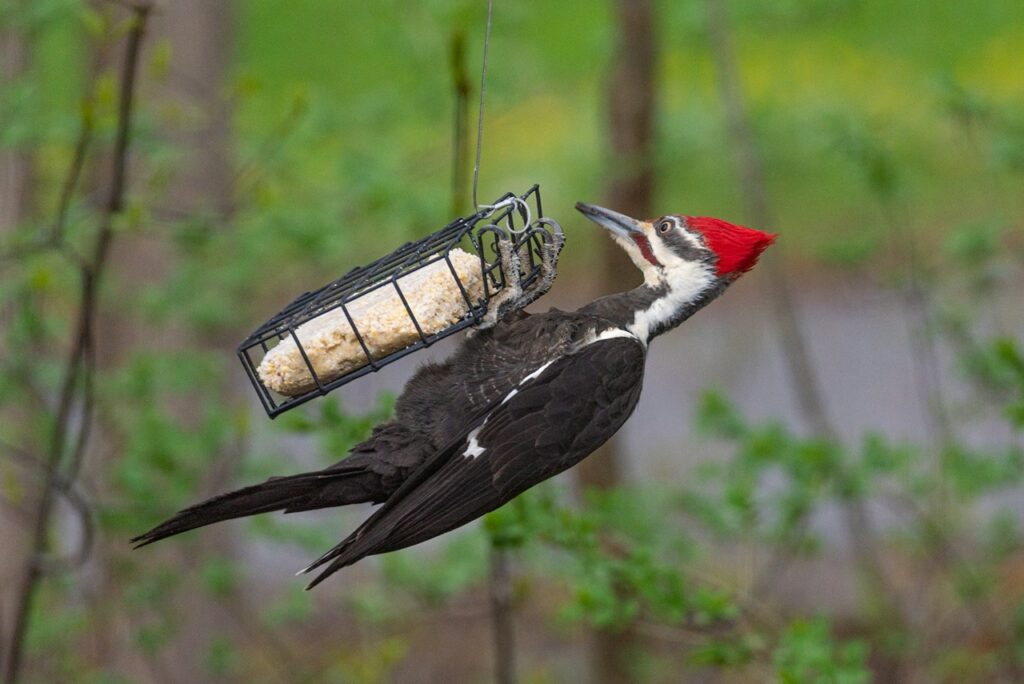 woodpecker