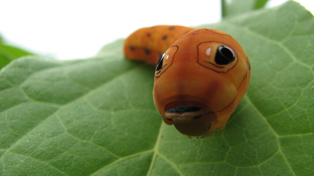 A Spicebush Swallowtail Caterpillar