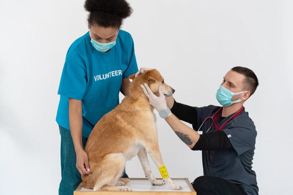 Dog in vet