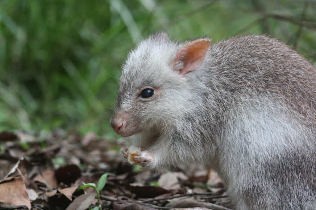 A Bettong