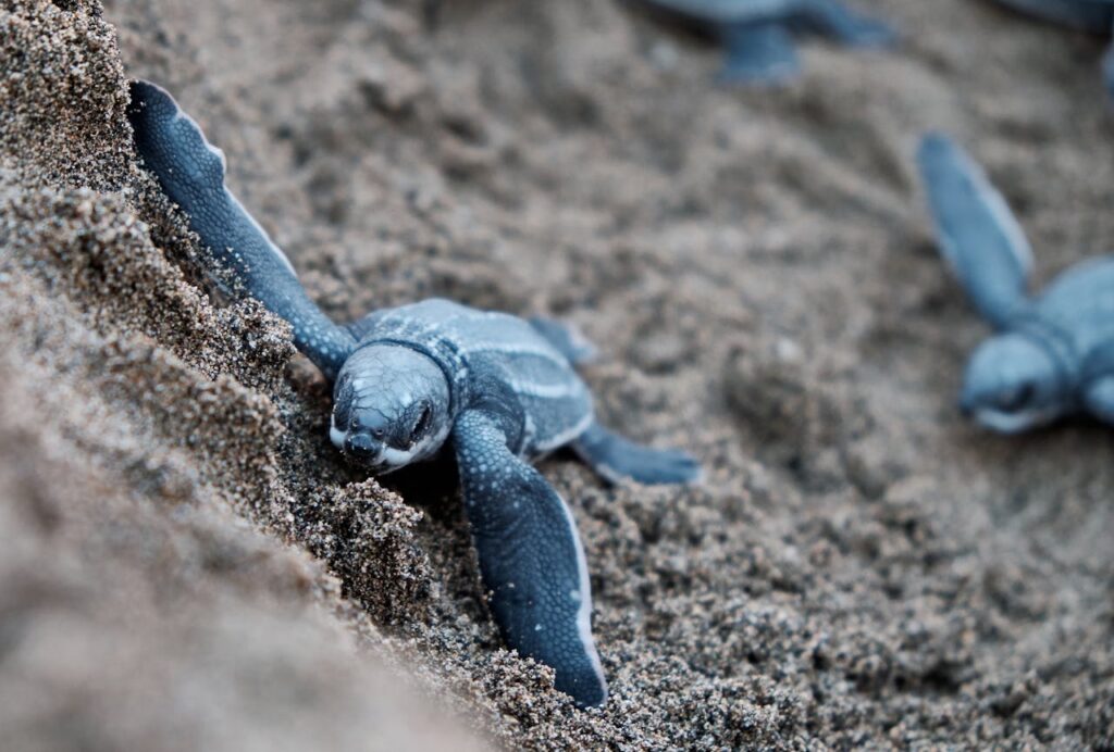 Leatherback Sea Turtle