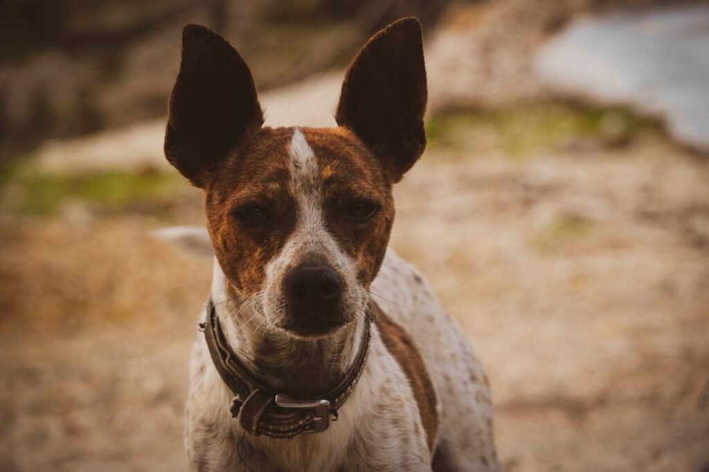 Basenji