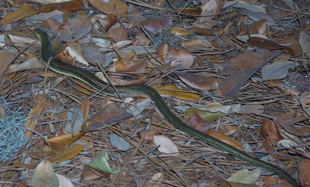 A Glass Lizard