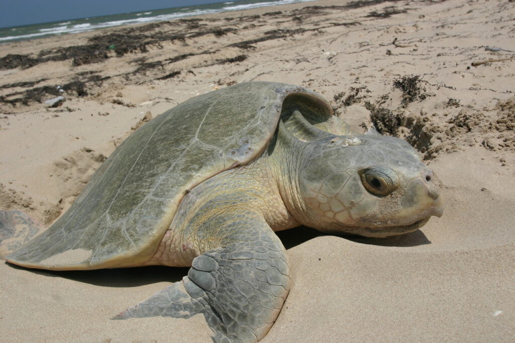 A Kemp's Ridley Sea Turtle