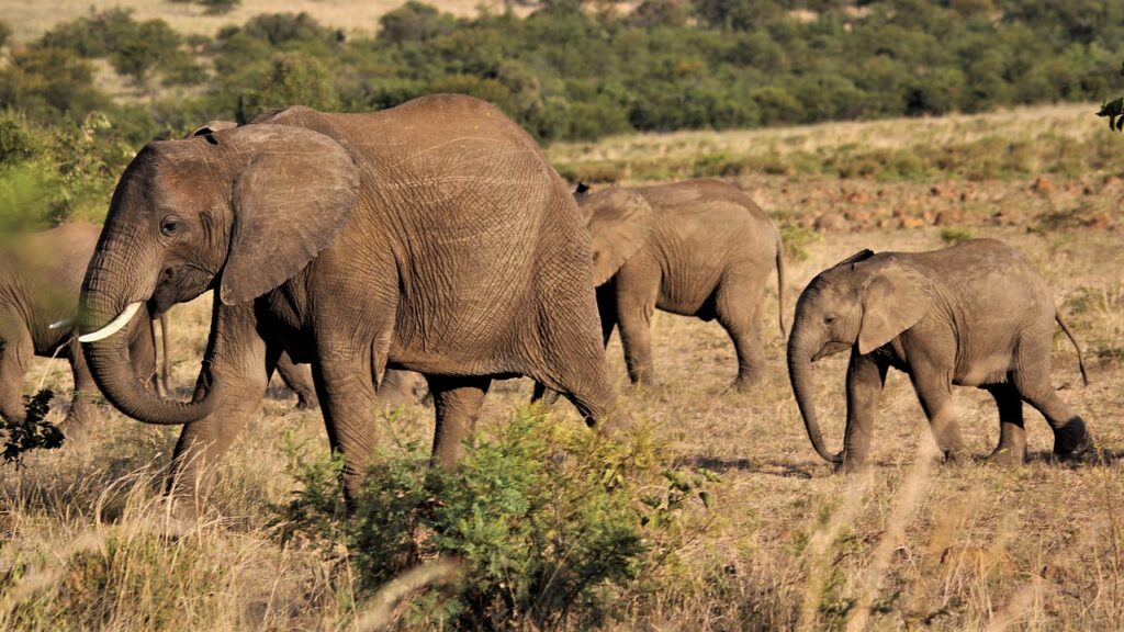 Elephants