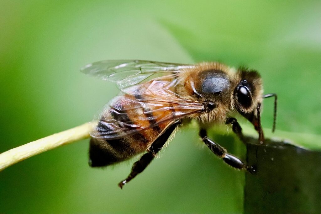 Closeup of a Honeybee