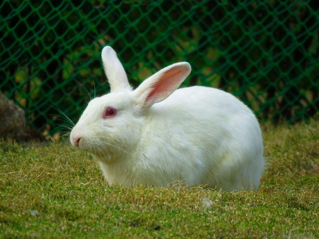rabbit