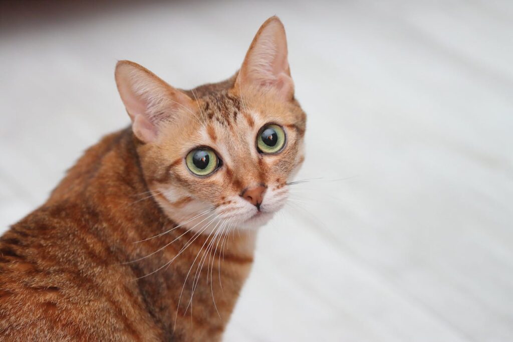 Cat staring