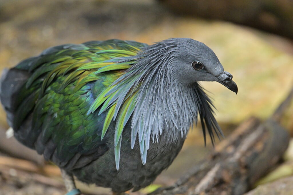 Nicobar_Pigeon_(Caloenas_nicobarica)-2