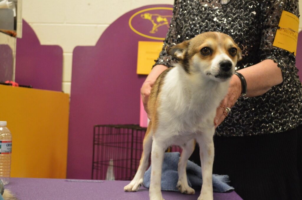 Norwegian_Lundehund_(16416583319)-2