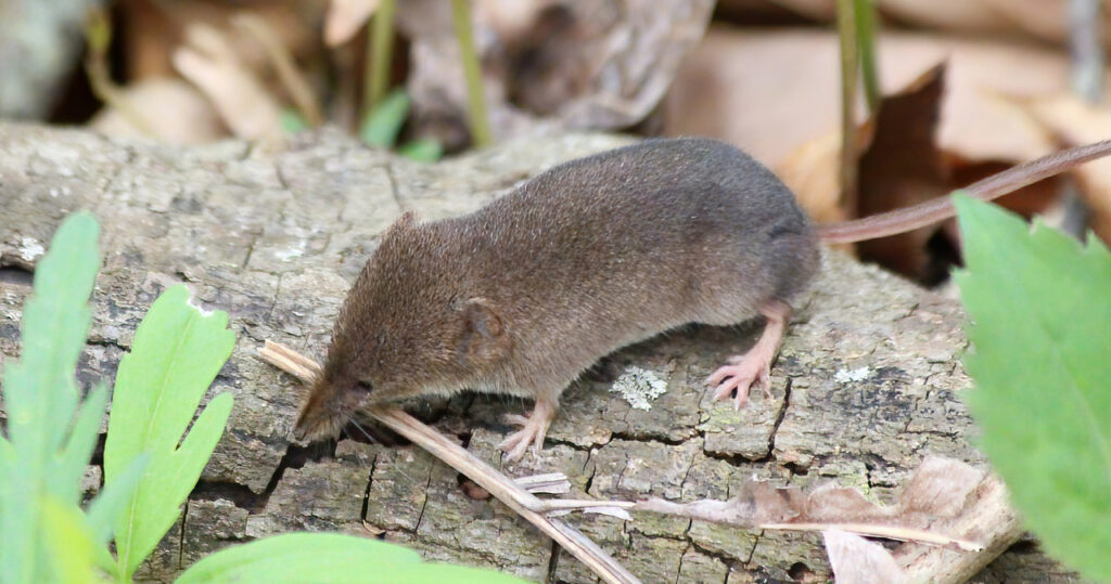 A Masked Shrew