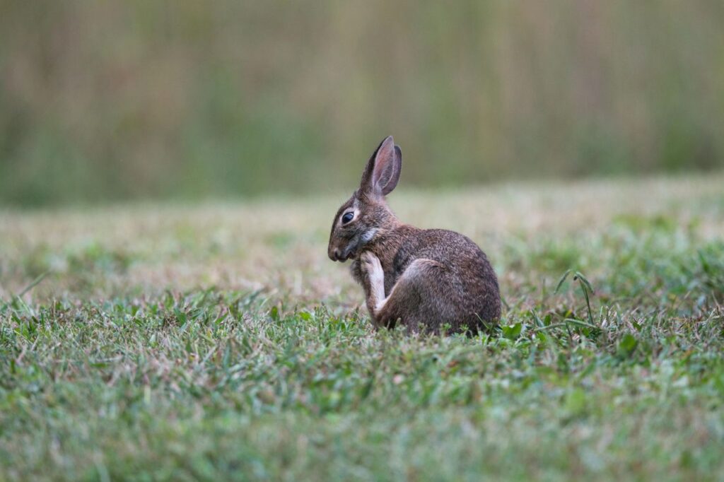 Rabbit Grooming itself